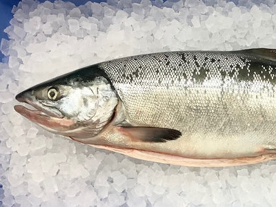 生冷秋さけ/2.5kg