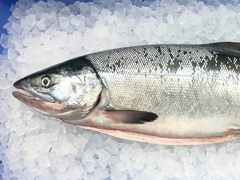 生秋さけ/2.5kg｜厳選した北海道の海産物の産直通販、お取り寄せ