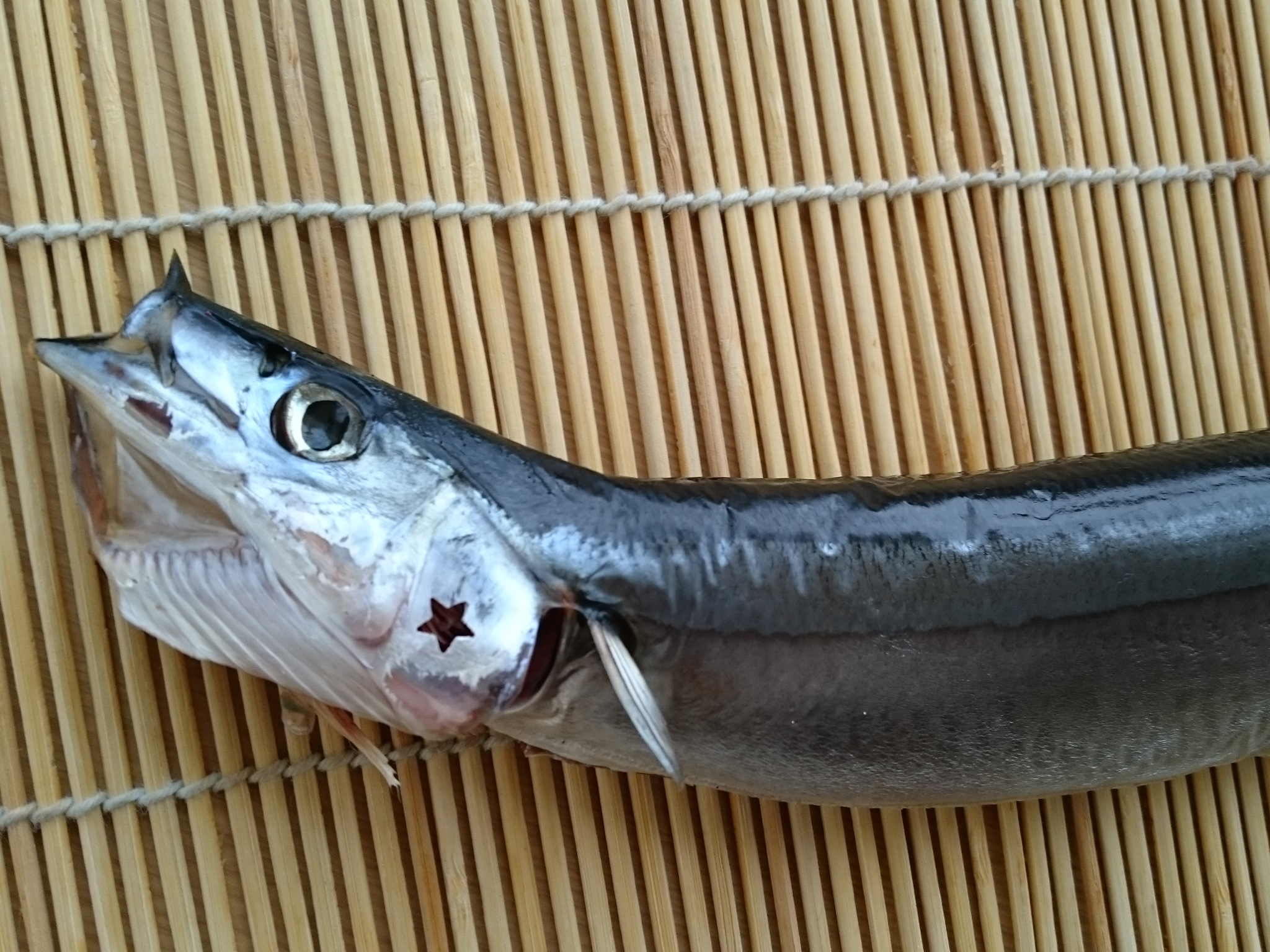 さんまのいちばんぼし/1尾｜厳選した北海道の海産物の産直通販、お