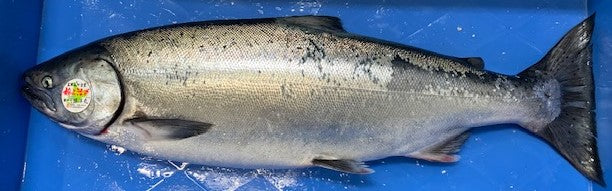 北海道産天然　鱒の助／6.5kg（セミ）もの