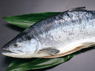 紅鮭/2.8kg